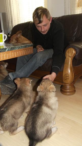 Wolfdog puppies